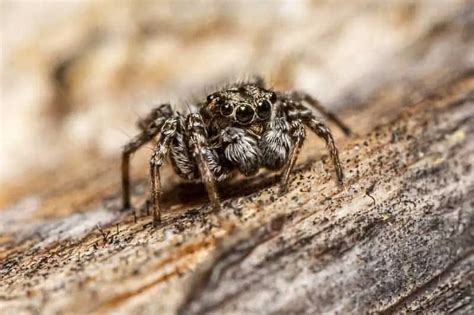 12 Animals With More Than 2 Eyes (Pictures) .
